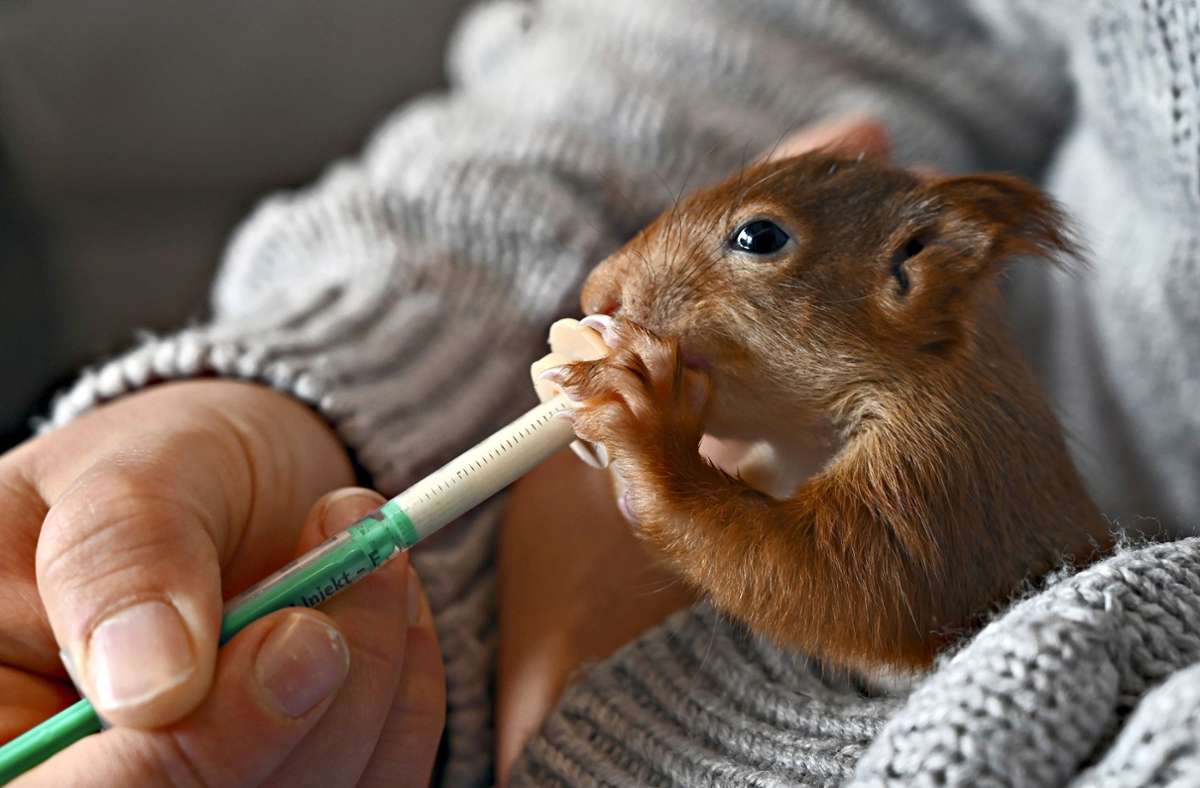 Freibergerin päppelt  kleine Nager auf: Kinderstube für hilflose Eichhörnchen