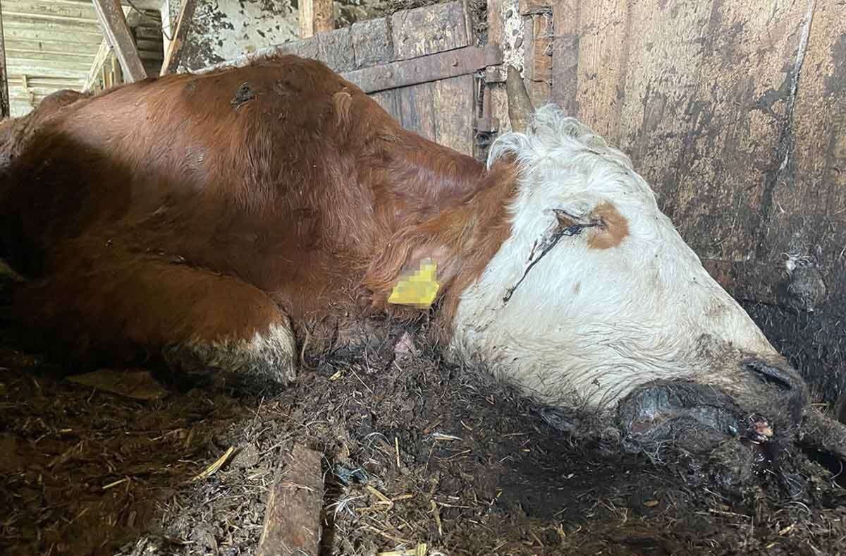 Erligheim im Kreis Ludwigsburg: Verhungerte Tiere liegen noch auf dem Hof - schwere Bergung