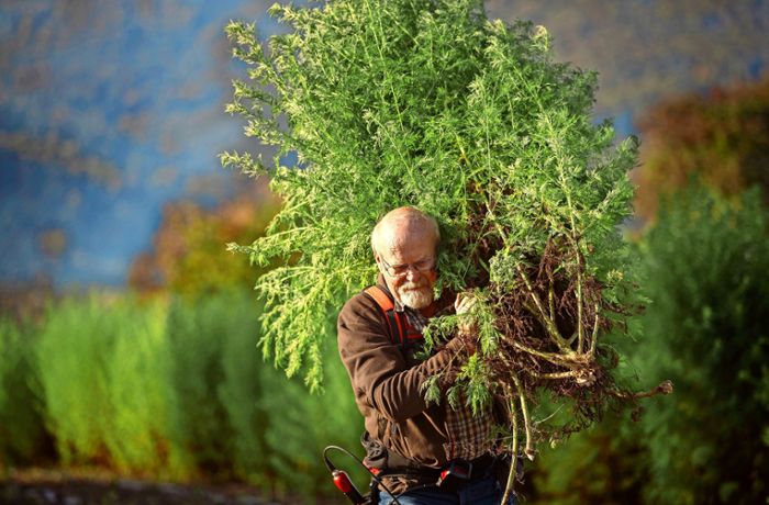 Umstrittene Heilpflanze: Artemisia darf wieder verkauft werden
