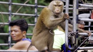 Affen werden zur Nussernte eingesetzt – Attacke von Tierschützern