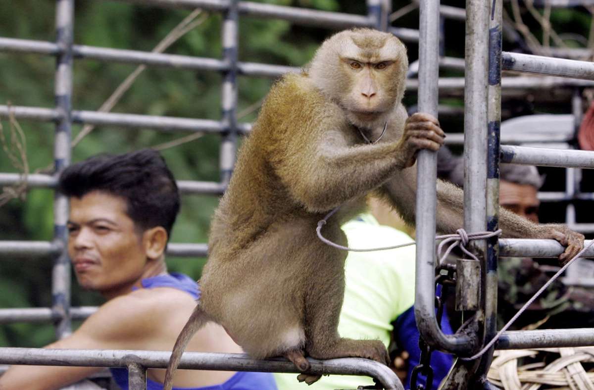 Kokosskandal in Thailand: Affen werden zur Nussernte eingesetzt – Attacke von Tierschützern