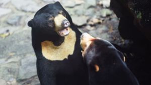 Bär oder Mensch im Kostüm – chinesischer Zoo reagiert auf Vorwürfe
