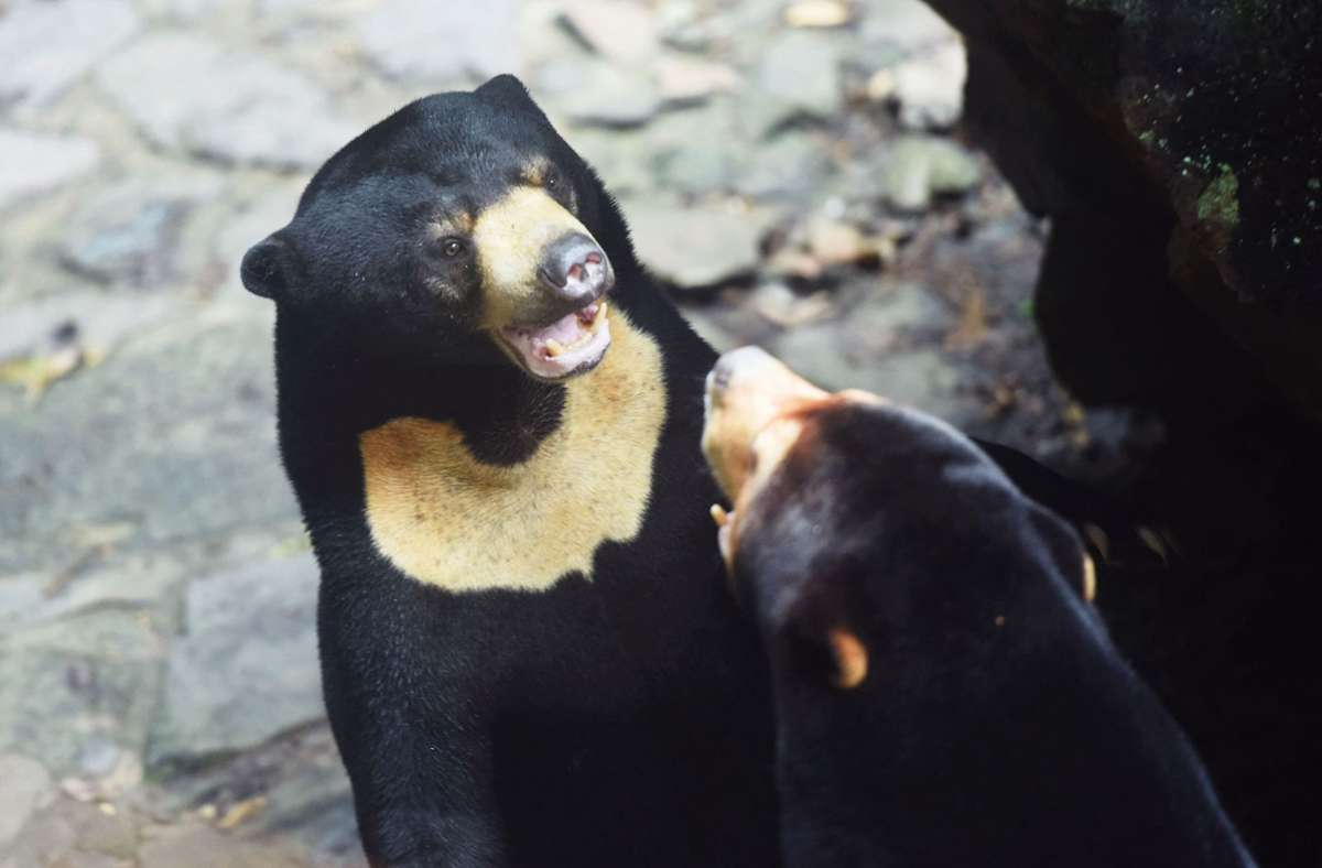Kuriose Debatte: Bär oder Mensch im Kostüm – chinesischer Zoo reagiert auf Vorwürfe