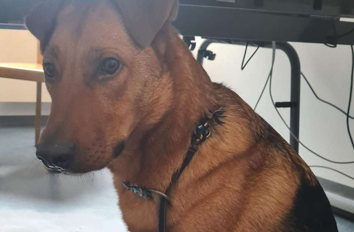 Nürnberg: Polizist nahm Hund auf - Häftling und „Odin“ nun wieder  vereint