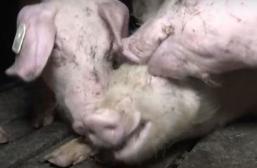 Einem Schwein werden die Ohren angefressen. Foto: Screenshot vom Video der Soko Tierschutz