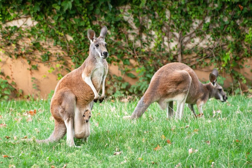 Das kleine Känguru im Beutel seiner Mutter.