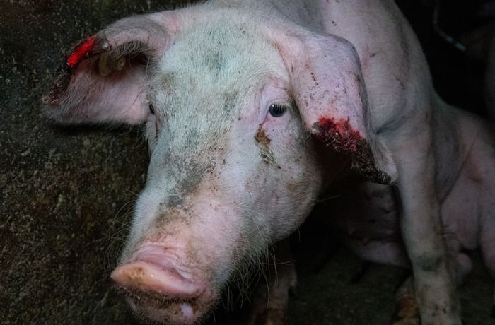Tierquälerei in Rottweil: Behörden schließen Schweinehaltungsbetrieb