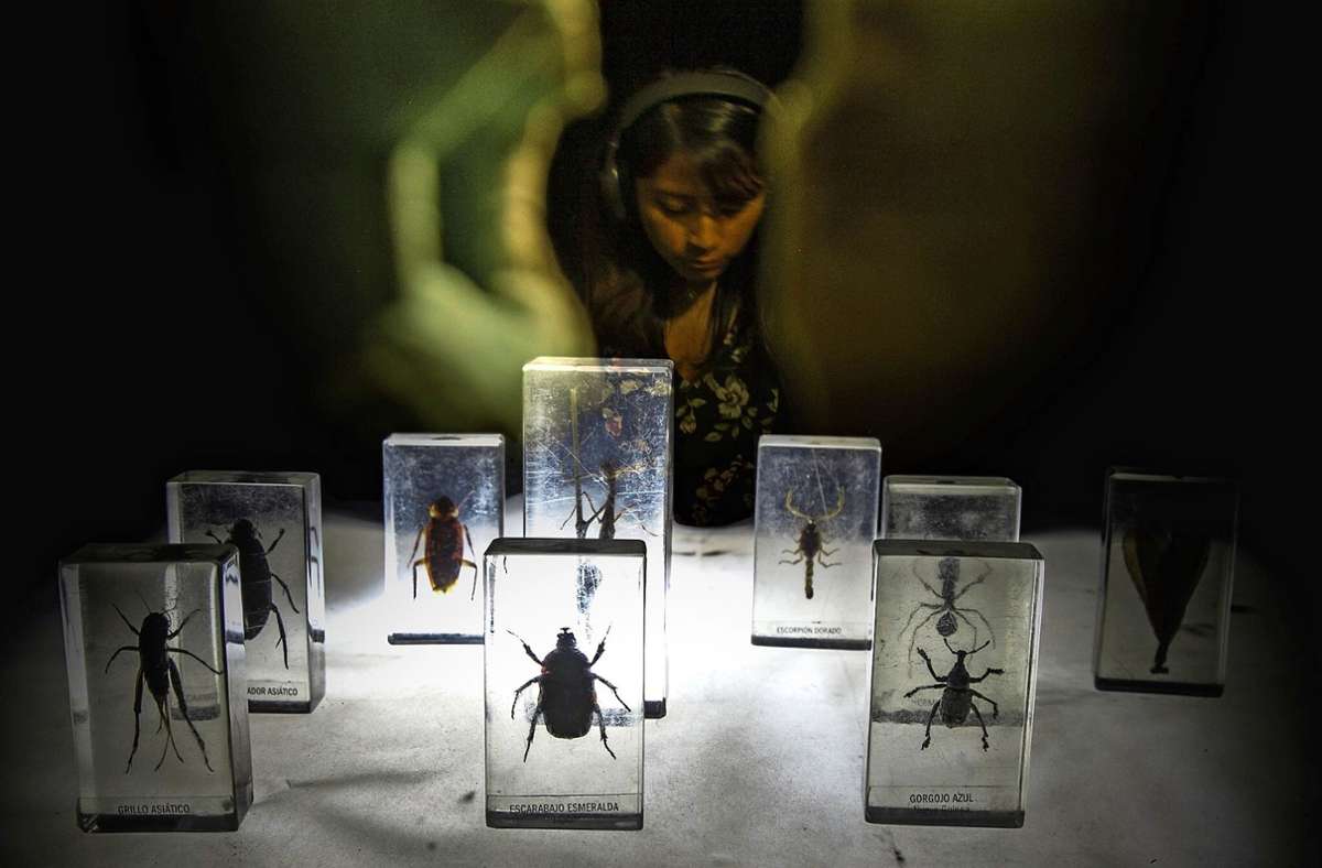 In der begehbaren Installation „Intercambios – Das Archiv der Soledad Bauer“ setzt sich das Cargo-Theater mit dem Artensterben auseinander und bringt Käfer zum Sprechen.