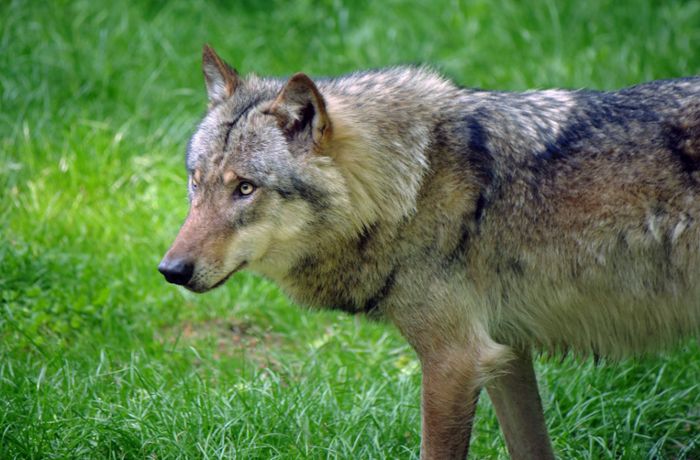 Kreis Breisgau-Hochschwarzwald: Totes Kalb  gefunden – war es ein Wolf?