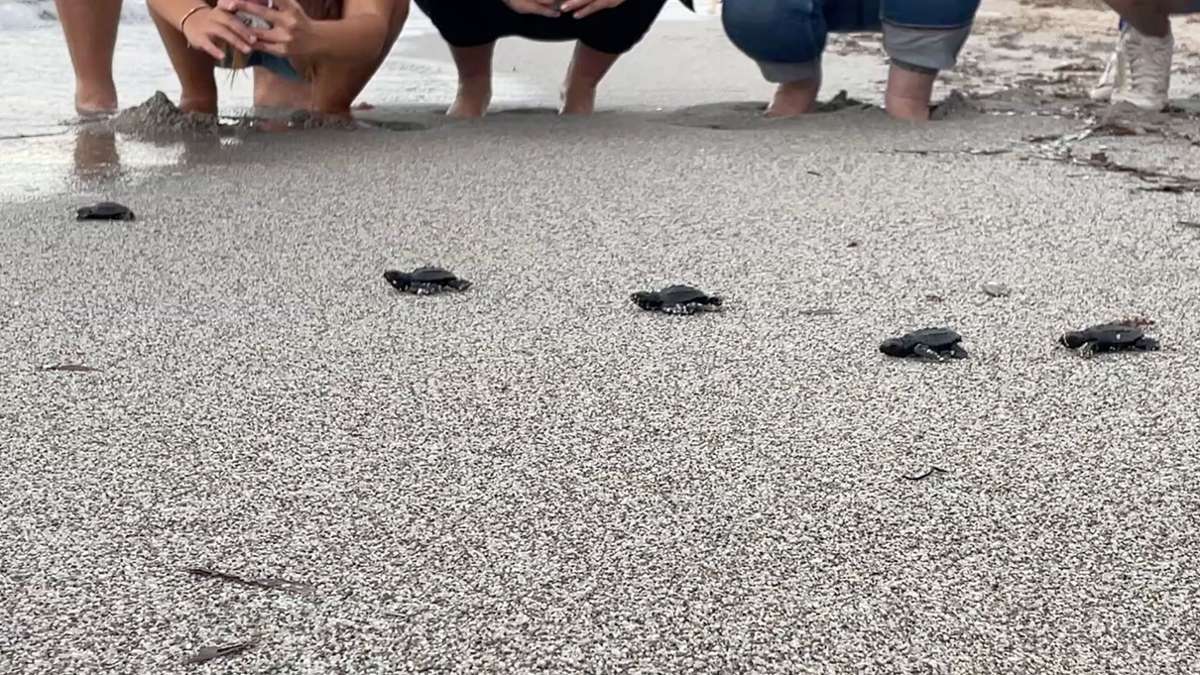 Klimawandel: Viele Schildkrötenbabys im westlichen Mittelmeer