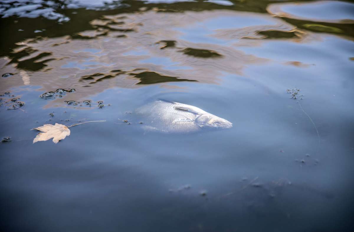 Bad Wurzach: Putzmittel in Weiher geraten - Hunderte Fische tot