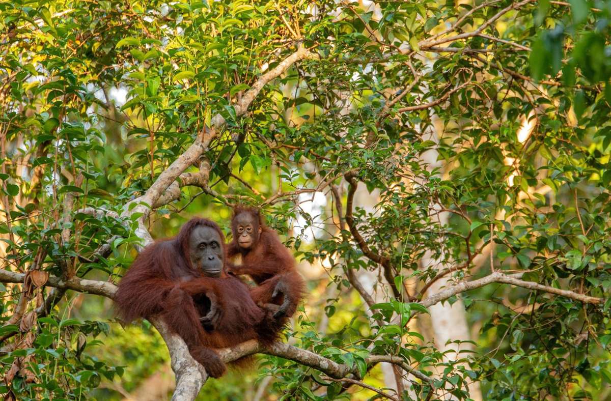 Übermorgen – die Nachhaltigkeits-Kolumne: Warum Palmöl die Orang-Utans bedroht