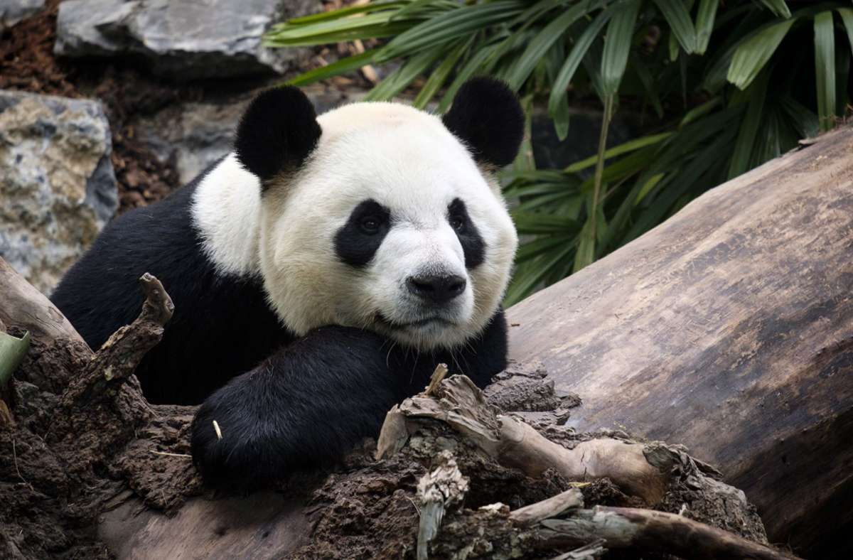 Pandabären: Warum  Pandas Pferdemist lieben