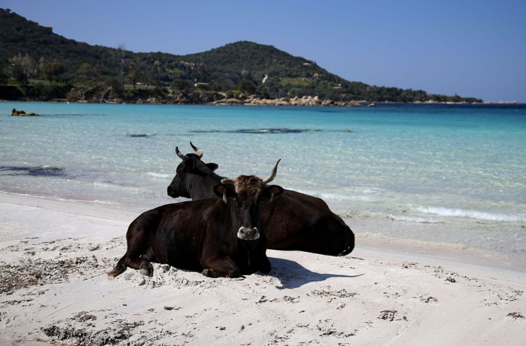 Die einzigen, die derzeit an die Strände der französischen Insel Korsika dürfen, sind die wilden Kühe.