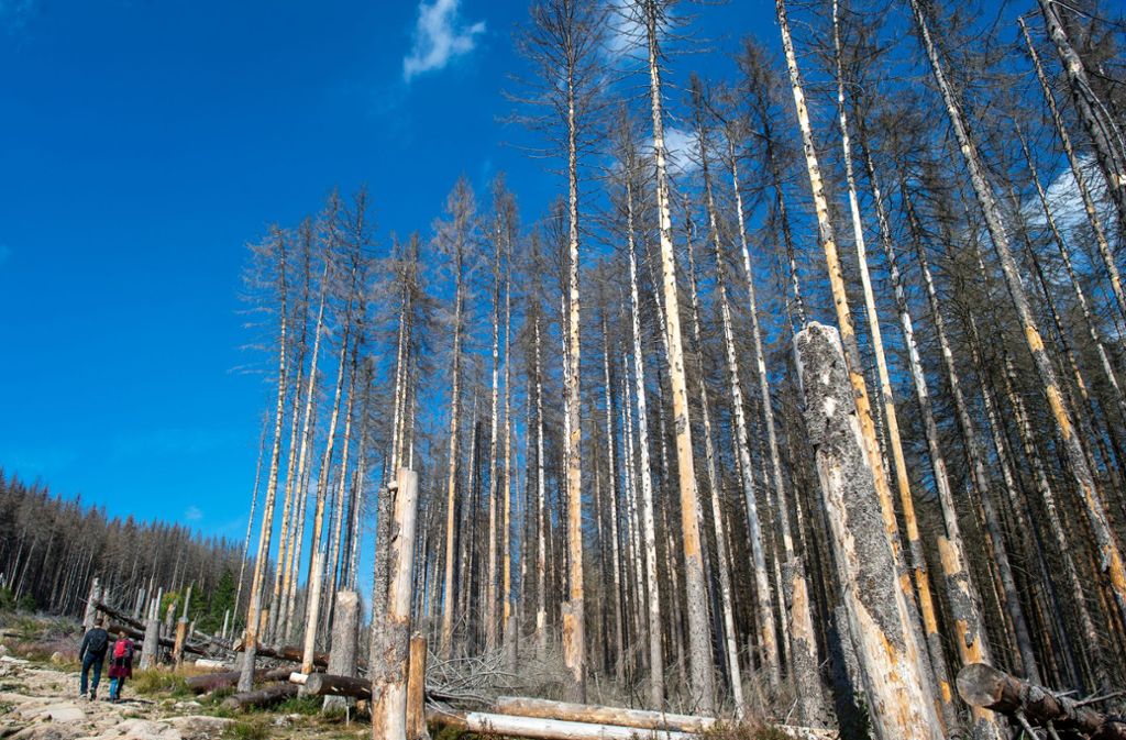 Wälder in  Deutschland: Waldschäden haben sich dramatisch  verschlimmert