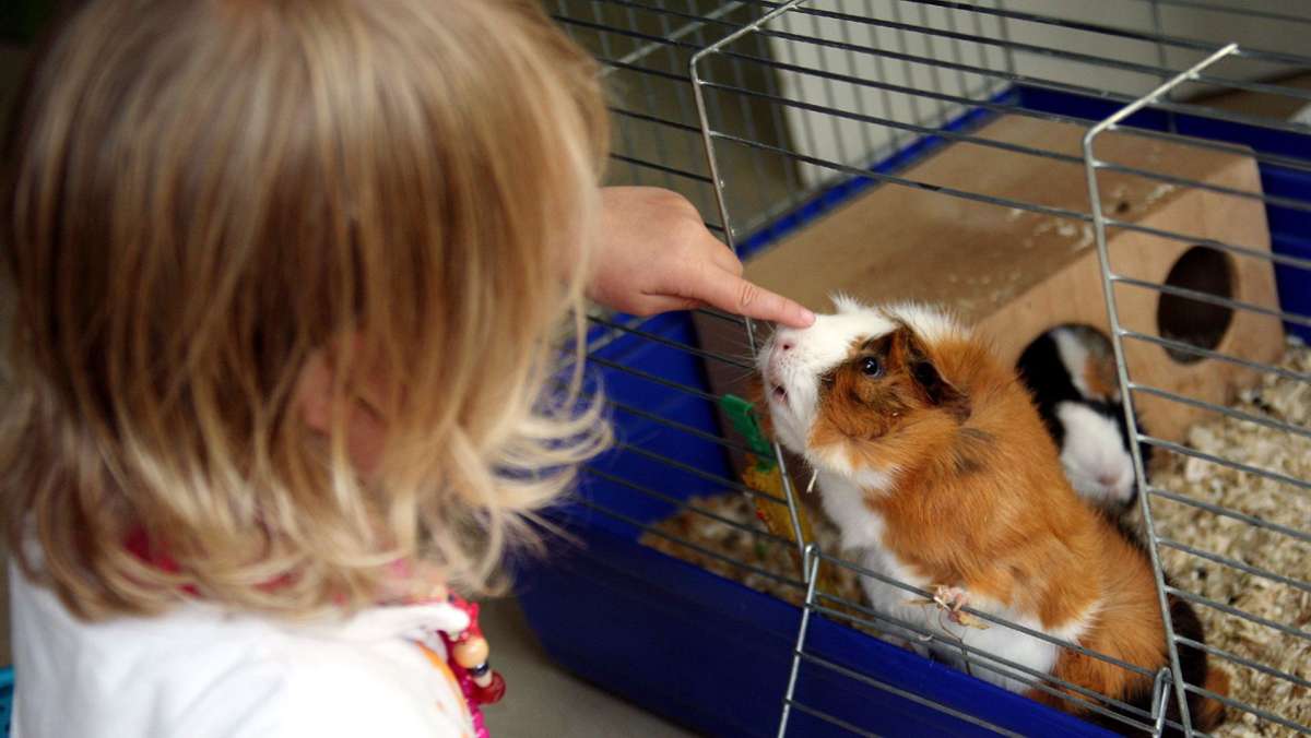 Wenn Kinder ein Tier wollen: Worauf Eltern beim Haustierkauf achten sollten