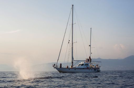 Das Segelboot  „Pelagos“ kreuzt im Mittelmeer  auf der Suche  nach Pottwalen Foto: Katrin/oth