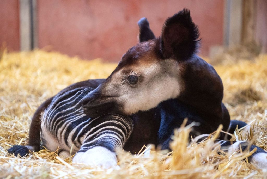 Junger Okapi-Bulle kriegt keine Milch von der Mutter: Wilhelma: Kleines Okapi braucht menschliche Hilfe