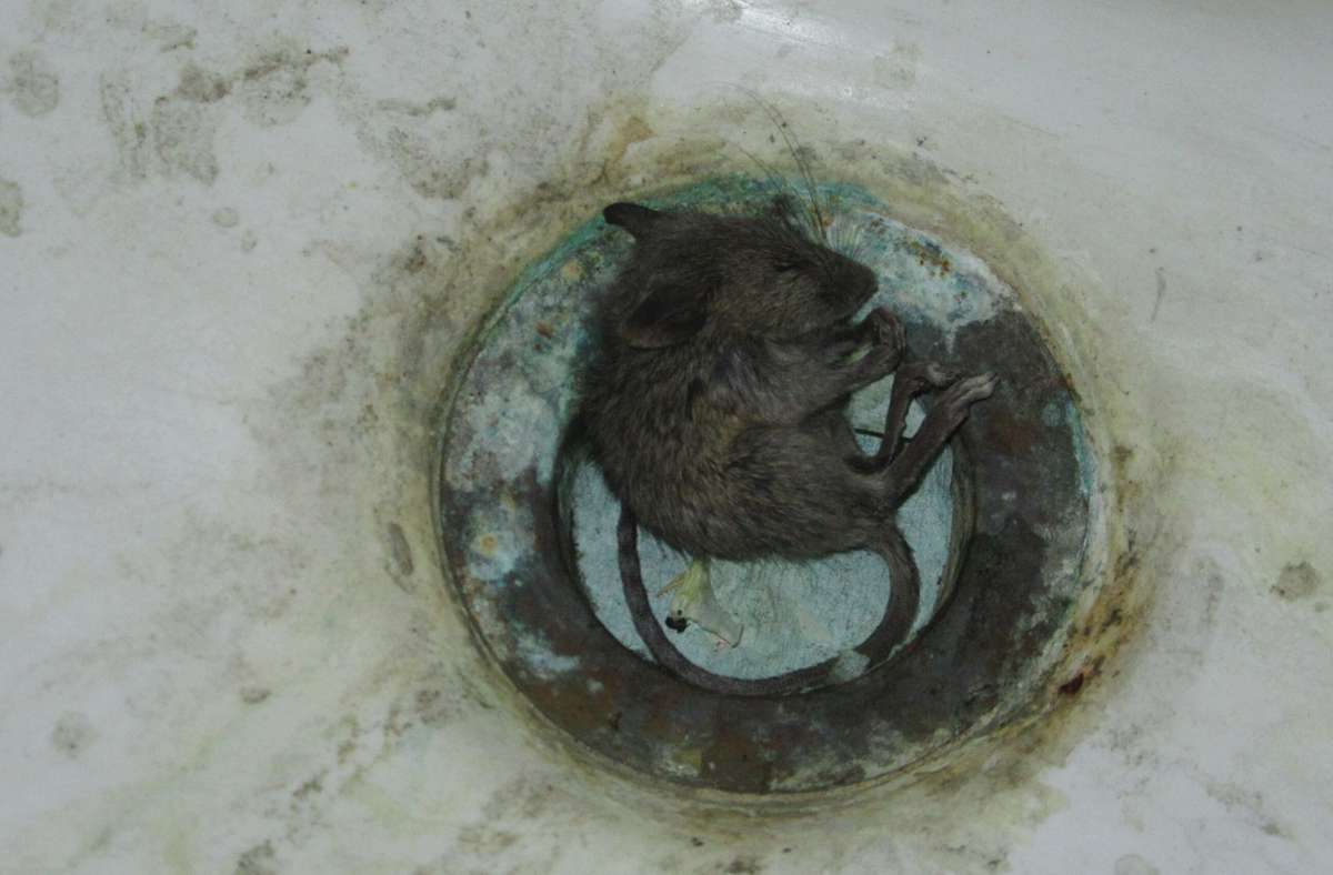 Tote Mäuse zählen zu den klassischen Funden bei der Lebensmittelüberwachung. Diese wurde in einem Stuttgarter Lebensmittelbetrieb in einem Toiletten-Waschbecken gesichtet.