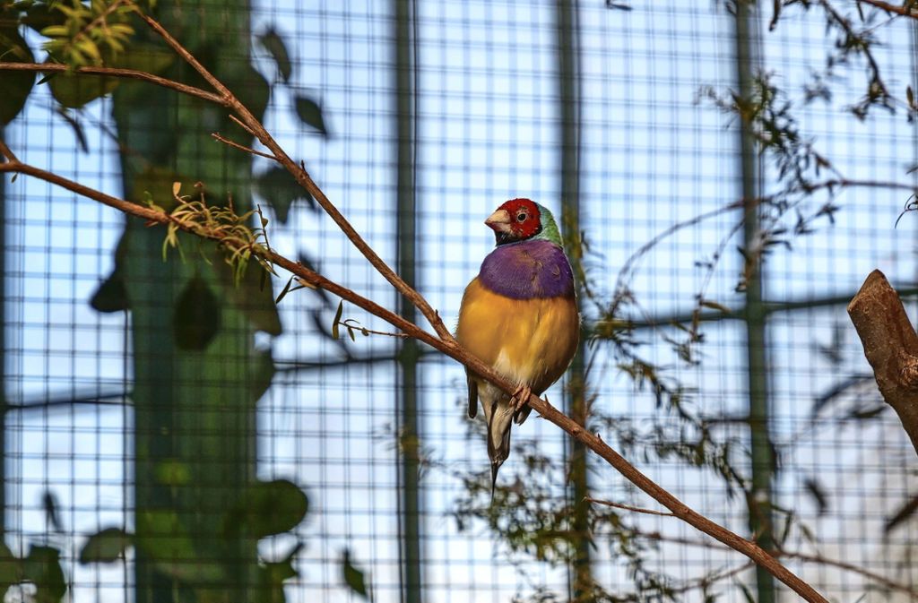Geschichtsträchtige Vogelhäuser der Wilhelma nach Sanierung wieder offen: Kakadu war 1854  der erste Bewohner