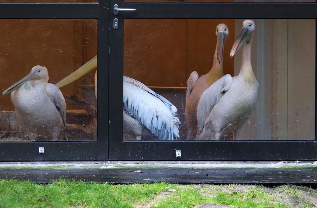 Ausbruch der Vogelgrippe: Karlsruher Zoo muss schließen
