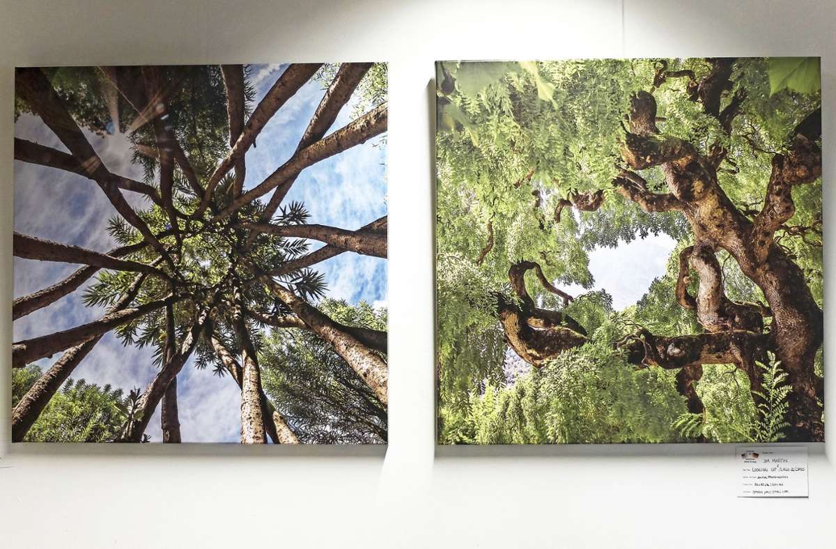 Kunst in Bad Cannstatt: Faszinierende Welt der Bäume