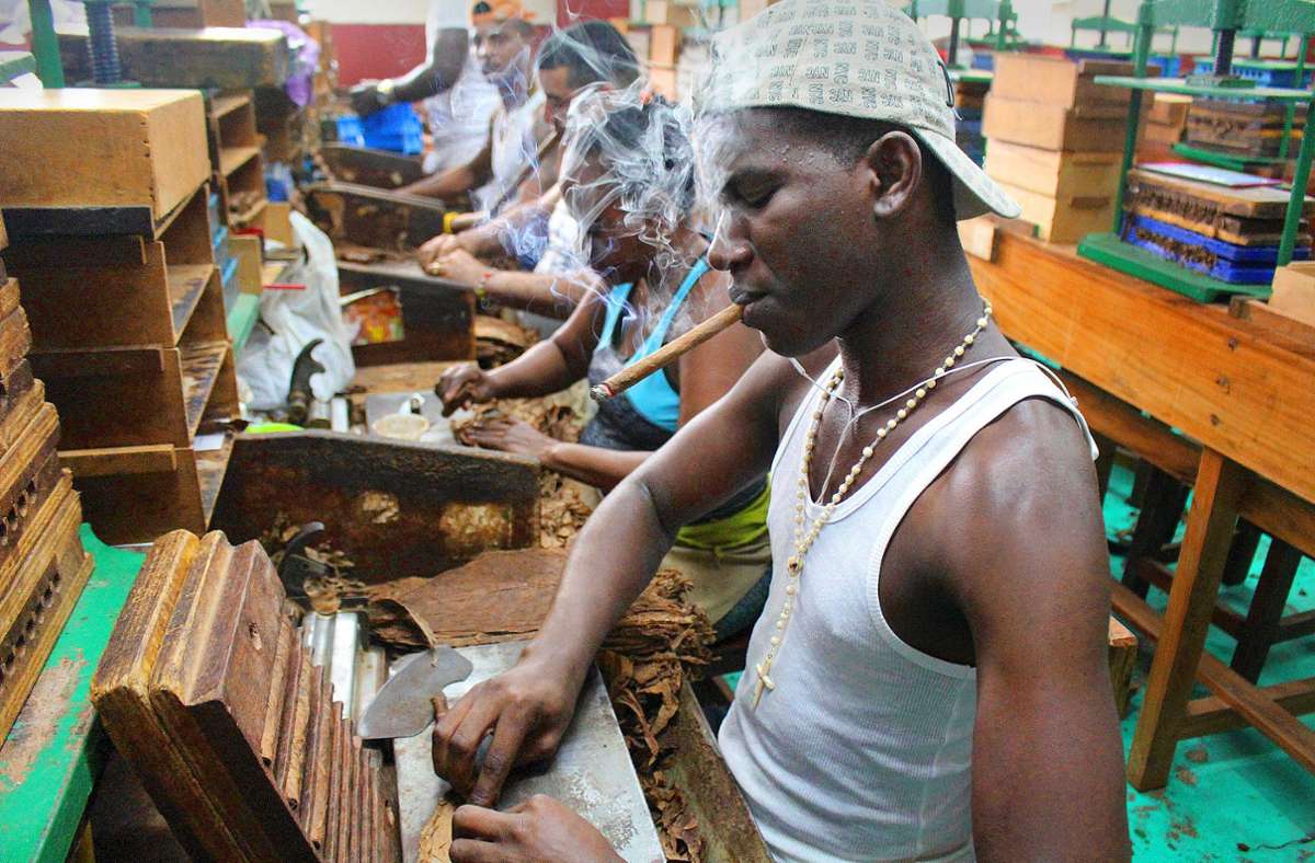  Ein Torcedor  (Zigarrenroller) dreht in der Fabrik La Corona in Havanna  auf Kuba Zigarren.