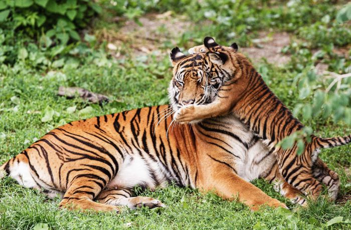 Sumatra-Tigerin gestorben: So geht es weiter mit der Tigerzucht in der Stuttgarter Wilhelma