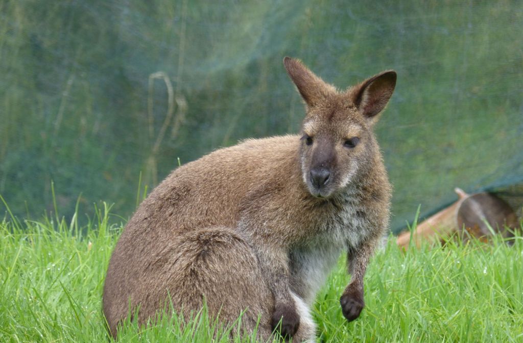 Wallaby in Horb am Neckar: Todesursache des ausgebüxten Mini-Kängurus steht wohl fest