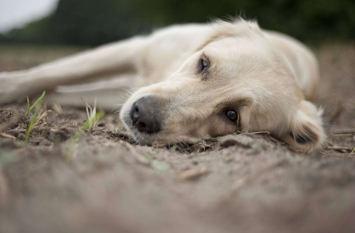 Munderkingen: 20 Hunde aus vermüllten Haus befreit