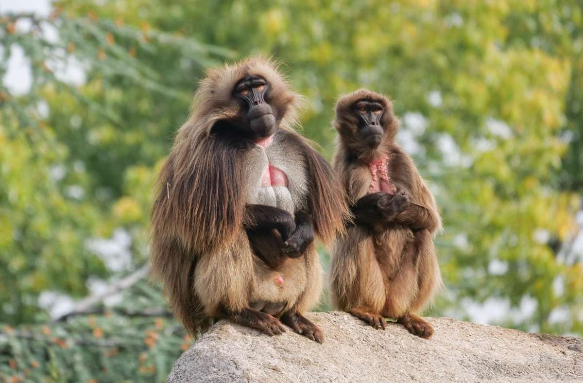 Paviane in der Wilhelma Stuttgart: Kampf um Harem:  Männchen auf dem Affenfelsen ausgetauscht