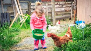 Glückliche Hühner   im eigenen Garten