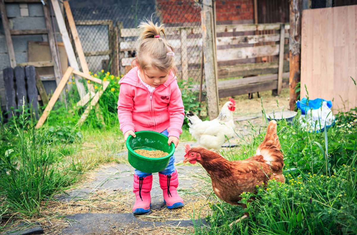 Liegt im Trend: Menschen halten sich  Hühner im Garten auch in der Stadt. Schön auch für  die Kinder, dass sie auch beim Füttern helfen können.