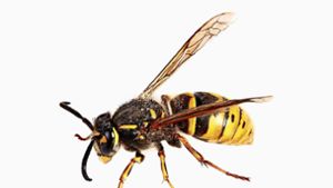 Wespen stechen nur zur Selbstverteidigung
