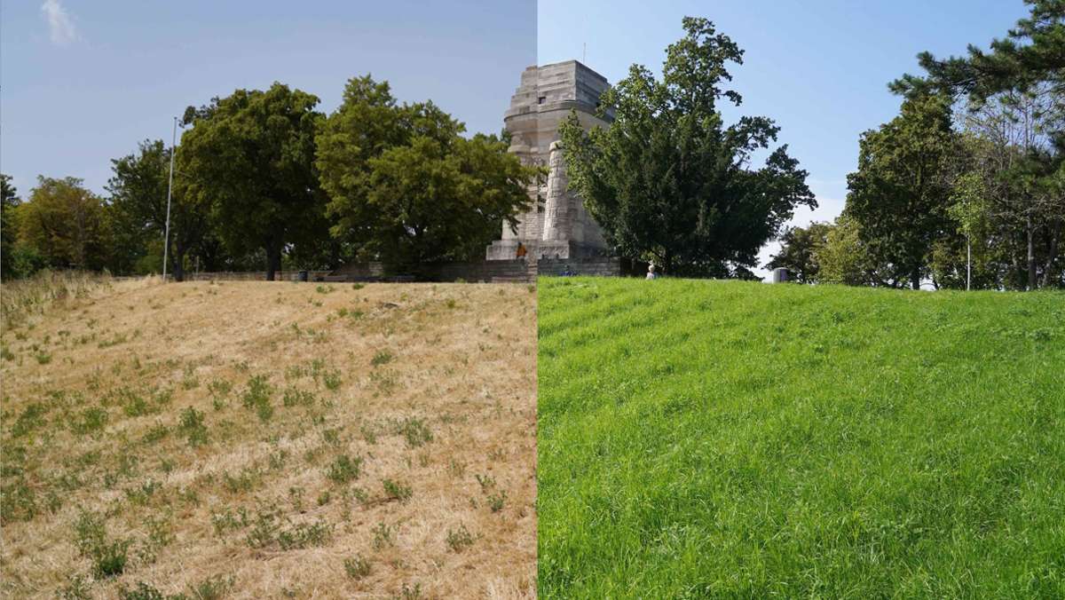 Dürre und Regen in Stuttgart: Aus vertrockneten Flächen werden wieder grüne Wiesen