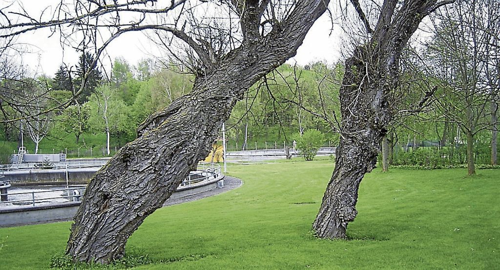 Schwarzpappeln, wie diese Bäume beim Viesenhäuser Hof, stehen auch am Neckar. Vier Exemplare sollen trotz des Ikone-Projekts erhalten bleiben, fordern Naturschützer. Foto: Karl-Heinz Frey