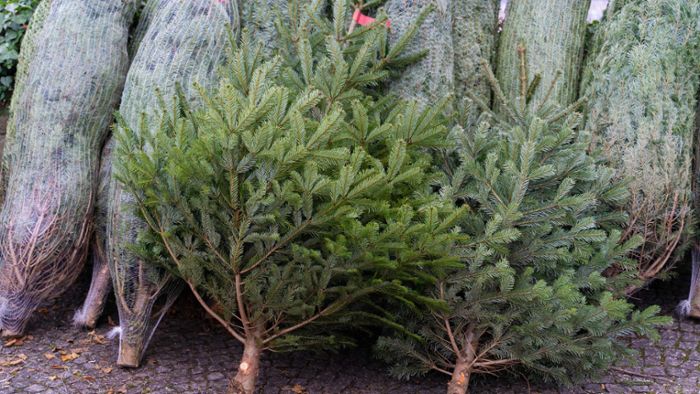 Preise für Weihnachtsbäume könnten steigen