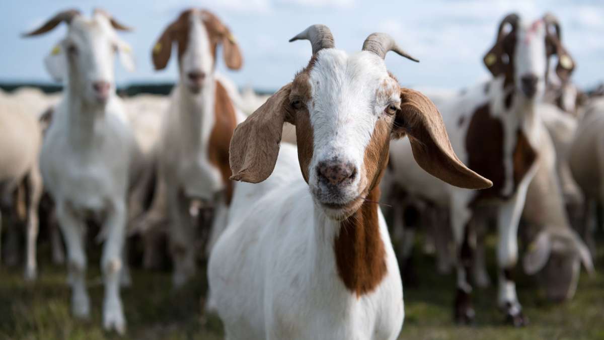 Tierquäler in Löchgau unterwegs: Ziegen mit Glasflaschen attackiert
