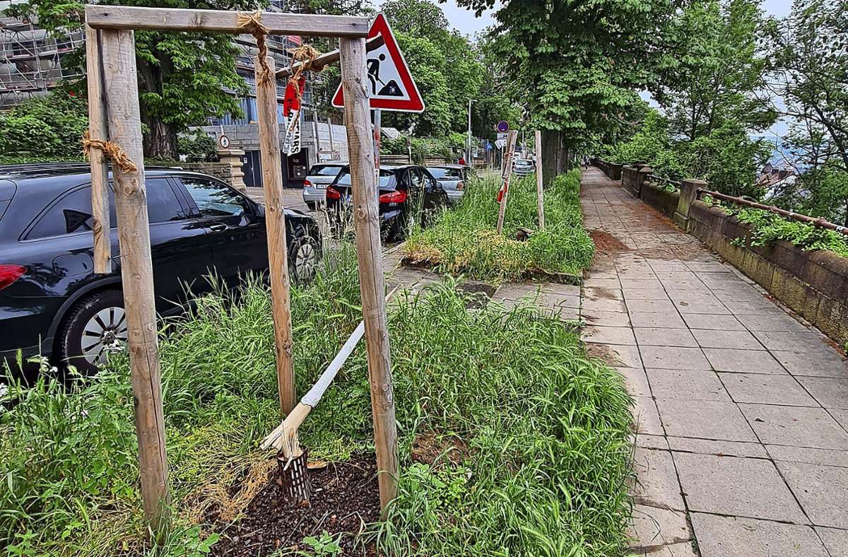 Sachbeschädigung in Stuttgart-Ost: Schon wieder Kastanien  zerstört