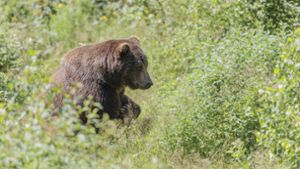 Wildtierkamera fotografiert Braunbären