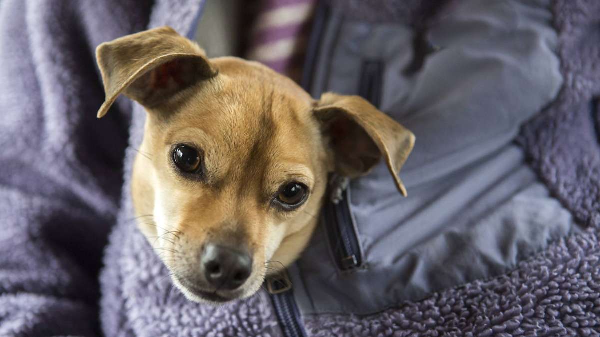 Gestohlener Hund aus Stuttgart: Chihuahua Gizmo ist wieder da