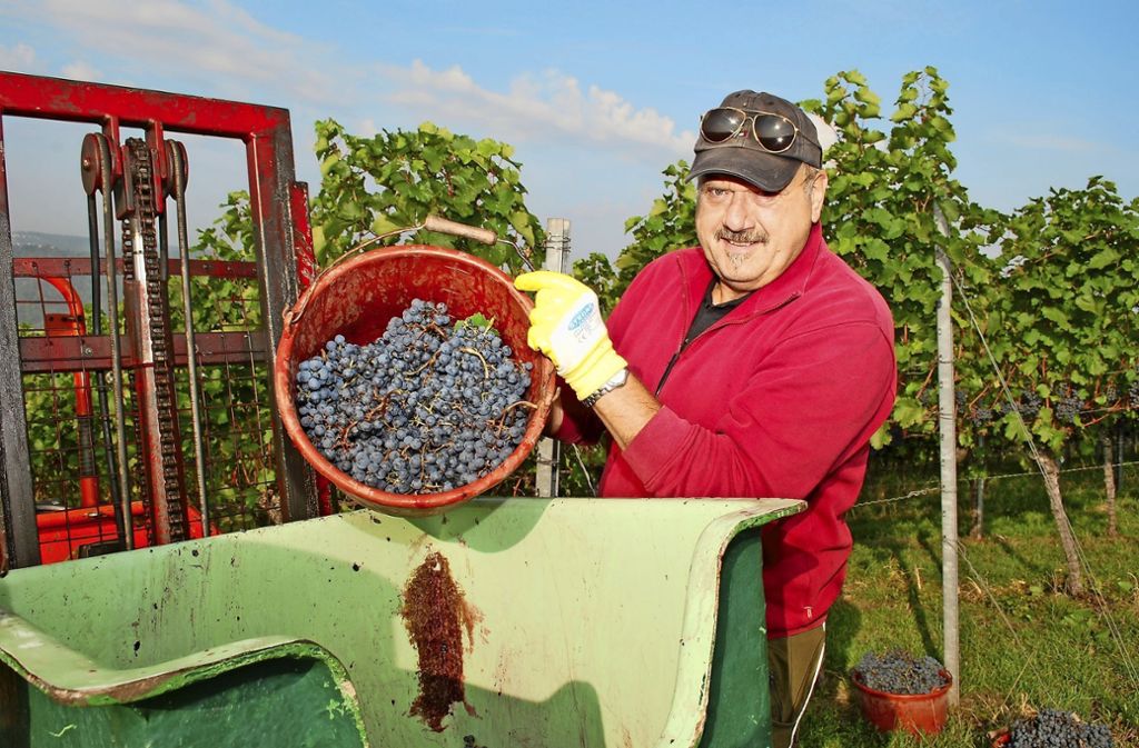 In den warmen Sommermonaten sind die Trauben unter optimalen Bedingungen gereift: Früher als sonst: Weinlese hat begonnen