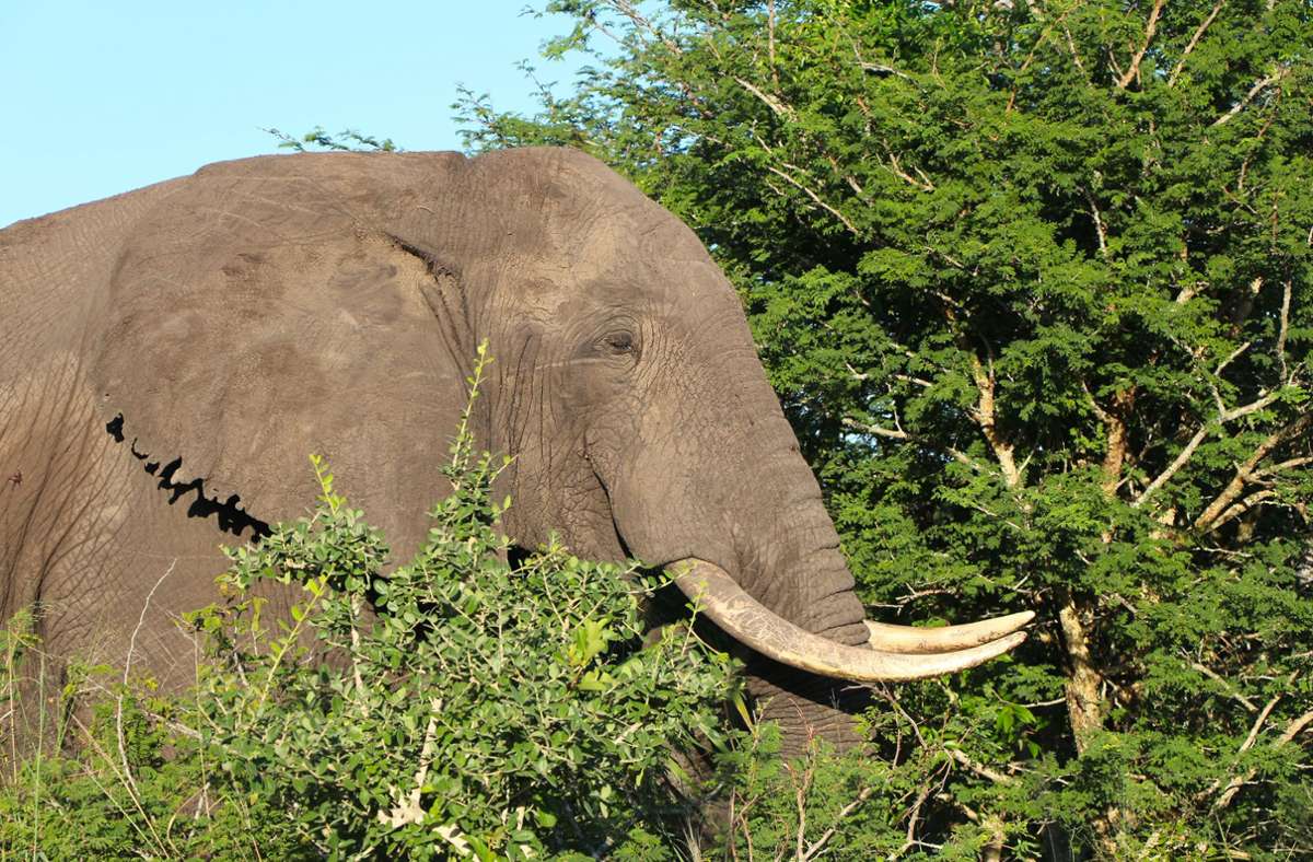 In Botsuana lebt die größte Elefanten-Population der Welt. Ihre Zahl wird auf etwa 130 000 Tiere geschätzt, was einem Drittel aller Elefanten auf dem afrikanischen Kontinent entspricht.