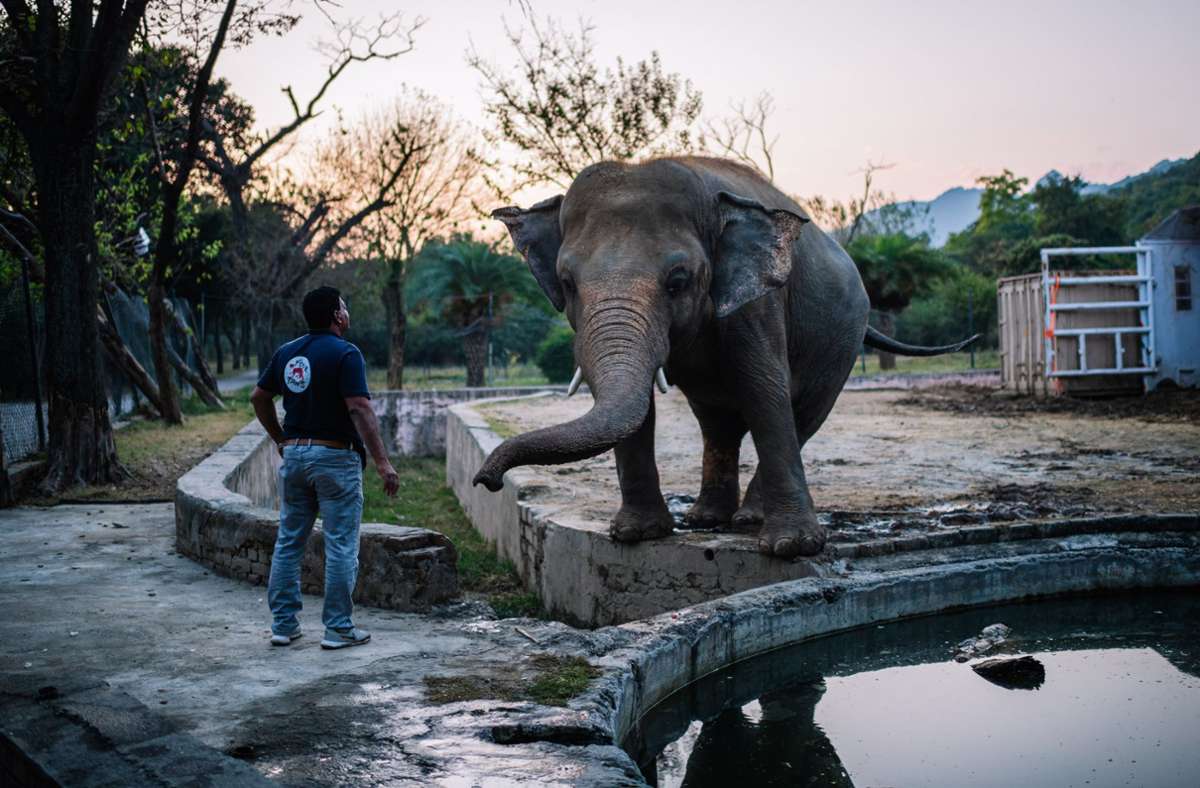 Kaavan: Bislang „einsamster Elefant der Welt“ bleibt nicht lang allein