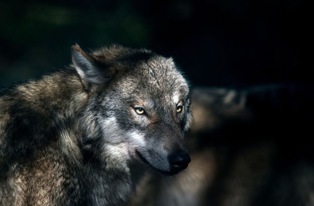 Wölfe in Deutschland: Wolfsattacke beunruhigt Dorf in Niedersachsen
