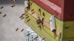 Unbekannte reißen in Magstadt Bienenstöcke um