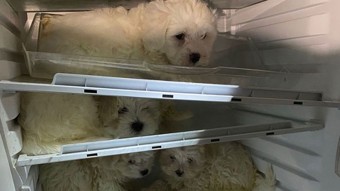 Polizei befreit Hunde - und Welpen aus Kühlschrank