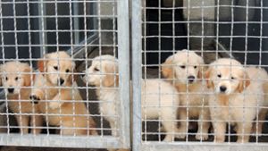 Unseriöser Handel mit kleinen Hunden boomt