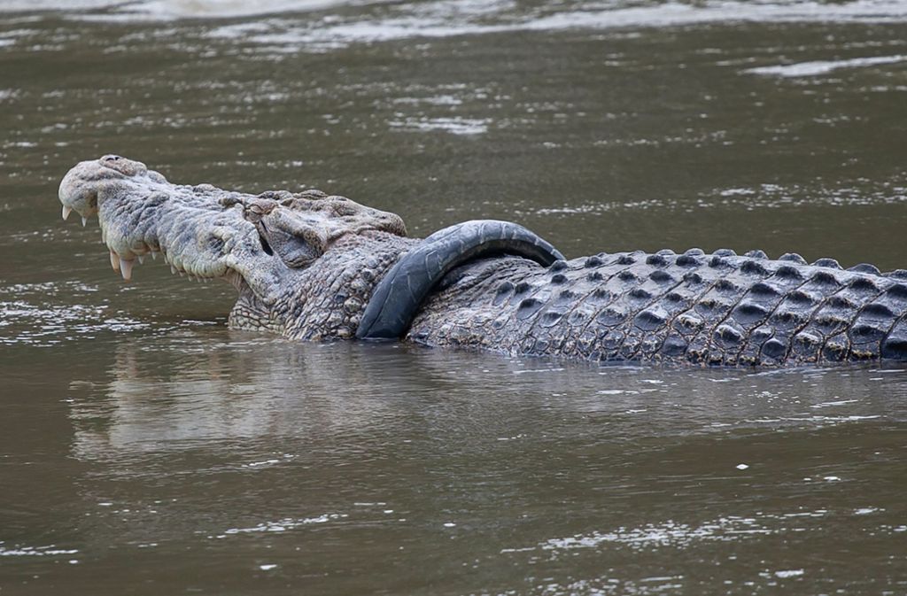 Rettungsaktion in Indonesien: Wer kann dieses Krokodil befreien?