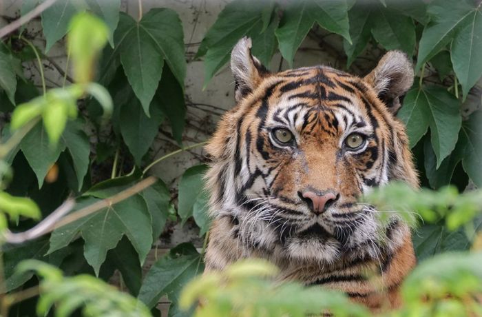 Zoo in Stuttgart: Zweitältester Sumatra-Tiger der Welt in der Wilhelma gestorben